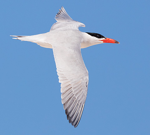 Caspian Tern in flight
